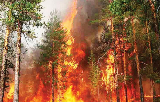 Из-за лесных пожаров Красноярск окутан дымом