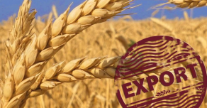 России удалось стать главным экспортером зерновых в Европе в этом году