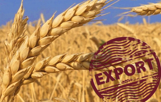 России удалось стать главным экспортером зерновых в Европе в этом году
